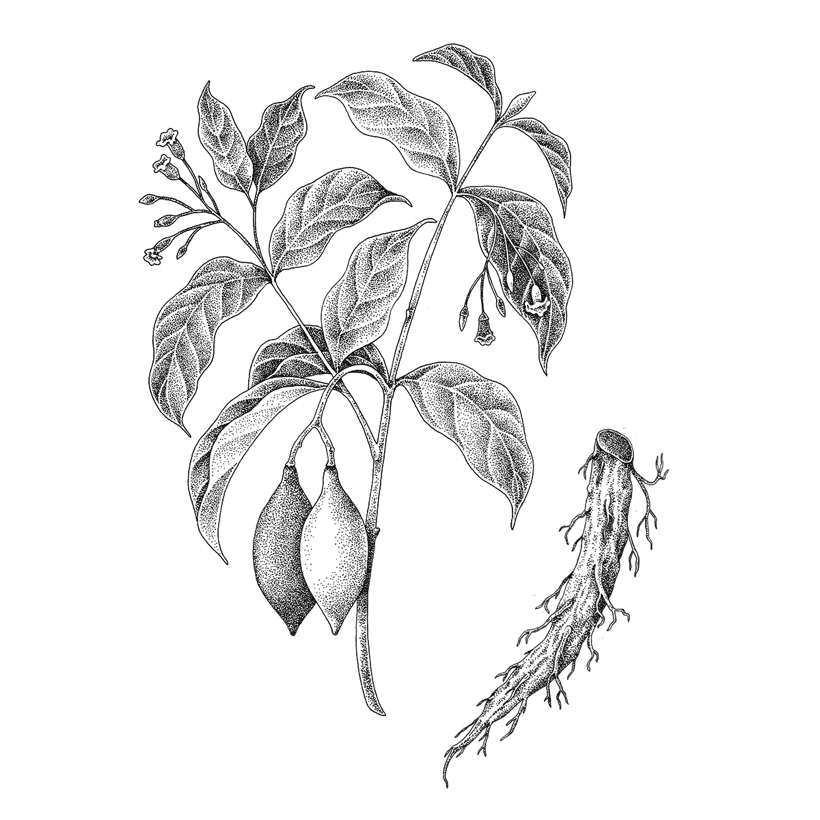 Botanical sketch of Tabernanthe iboga, the shrub behind iboga plant medicine